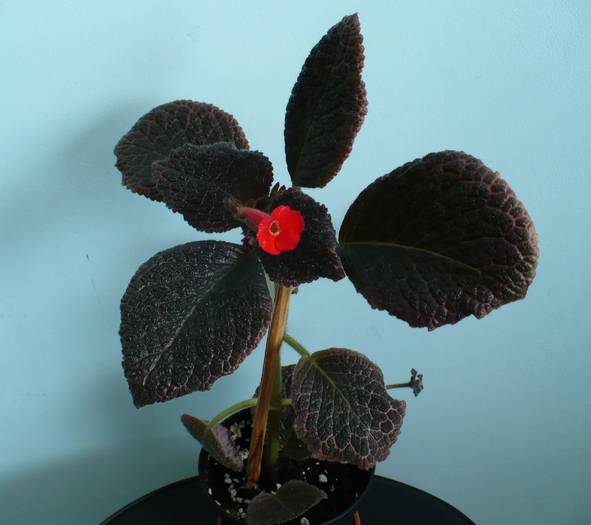 P1090537 - Episcia 2009 - 2010 - 2012 - 2014