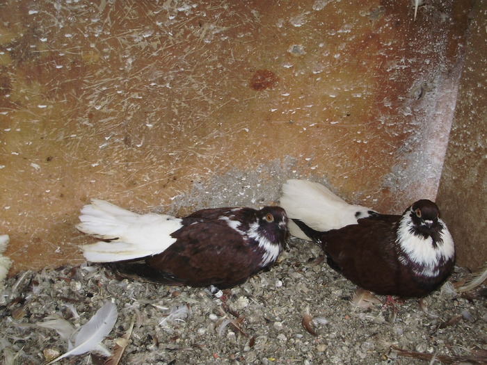 P9061405 - 1709 Marian Anghel