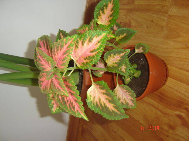 DSC00295 - florile mele