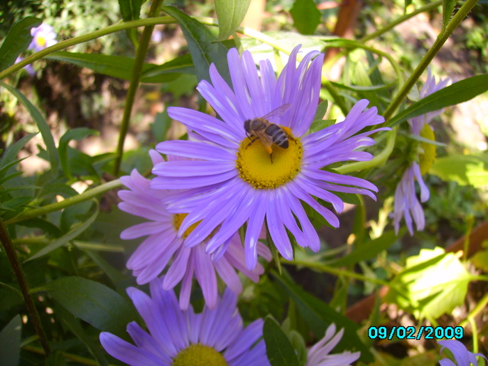 IMG_8604 - insecte si flori