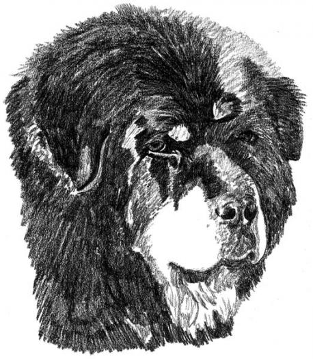 Tibetan Mastiff2 - NET grafica caini