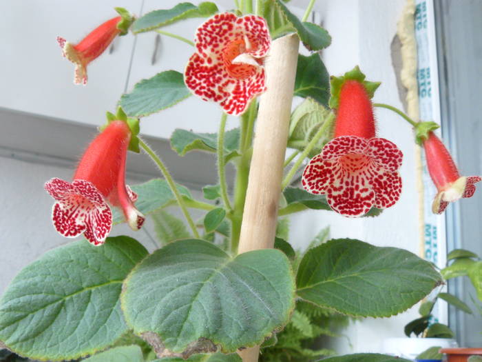 kohleria