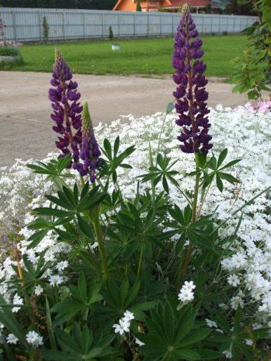 lupin - gradina