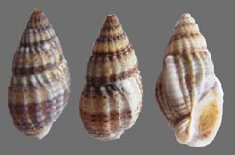 Shell110