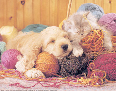 Dog-with-Cat-and-Yarn-Print-C10054652 - catelusi draguti