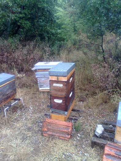 rousete nuclee de 5 rame-fac matci - ApiMondia