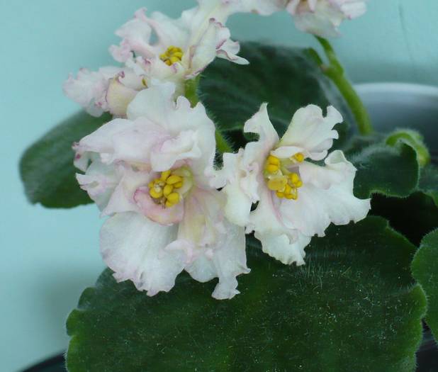P1140880 - Saintpaulia - violete de camera