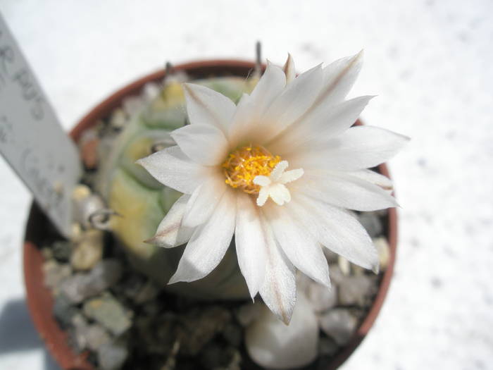 Turbinicarpus macrochele - floare