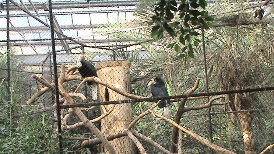 190 centru papag. 6 oct 2007 (43) - centrul papagali Veldhoven -Olanda