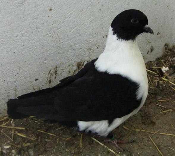 gazzi(strasserblack)