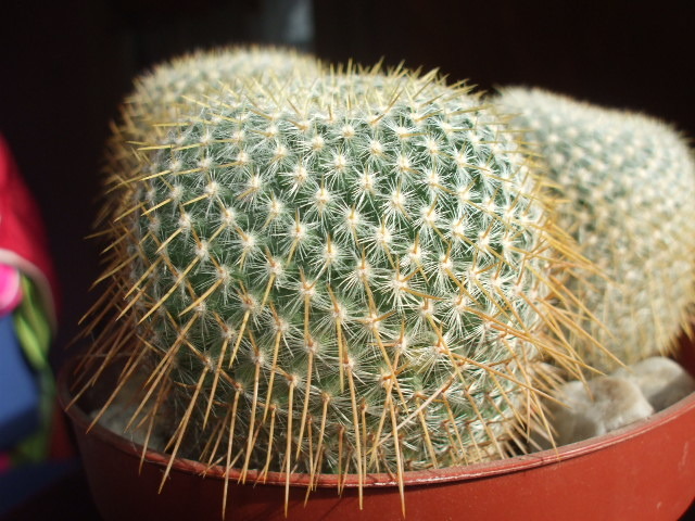 DSCF0423 - cactusii mei