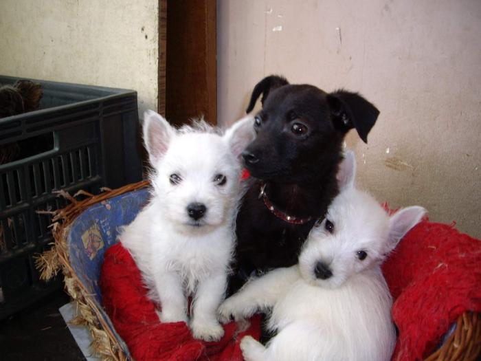 IMGP0070 - West highland white terrier-Cezar
