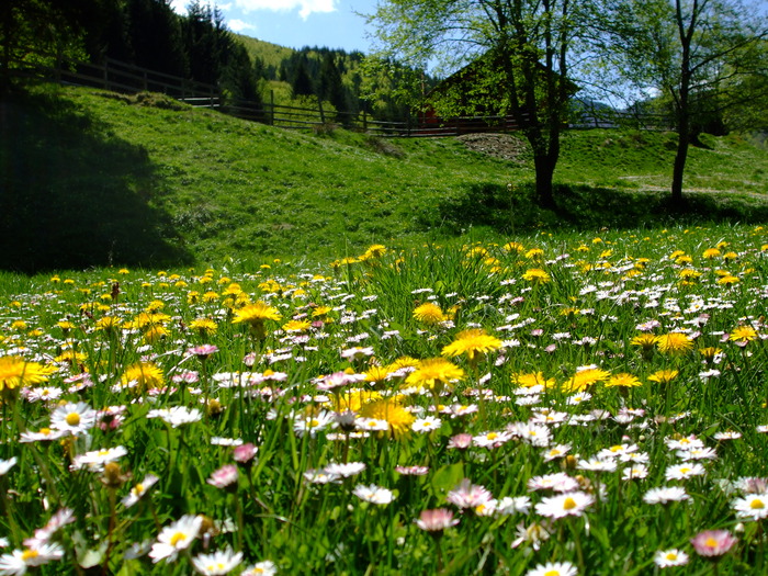  - din minunile naturii