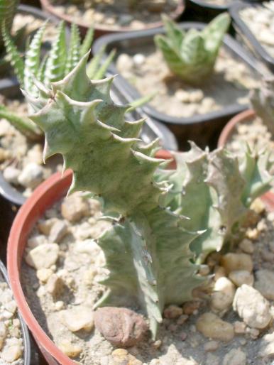 Huernia zebrina - Asclepiadaceae