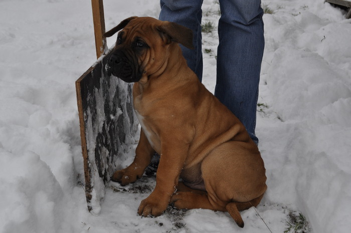 Carlos la 3 luni C - Dogo Canario