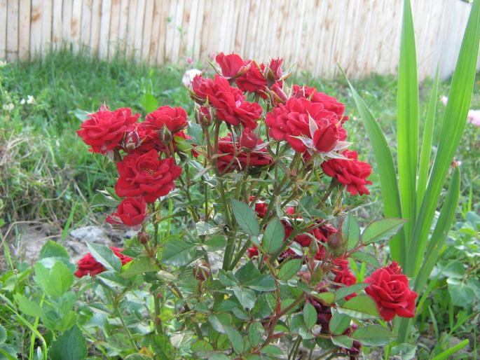 trandafir pitic - vara 2008