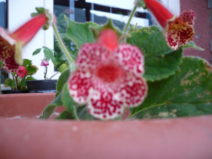 kohleria