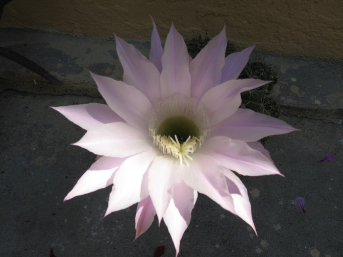 floare de cactus; floare de cactus
