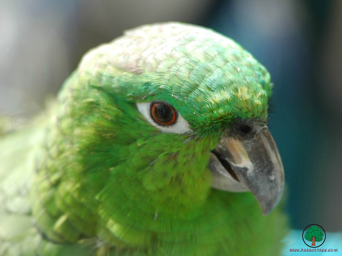 Wallpapers - Parrots - 16 - PAPAGALI