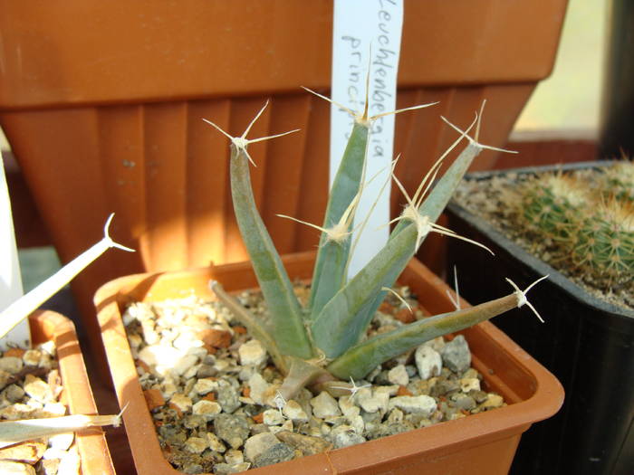 Leuchtenbergia principis - Neoporteria si altele