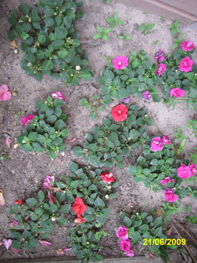 Impatiens 21 iun 2009 (1) - impatiens