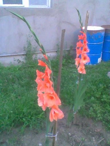 gladiole - flori