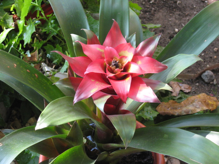 IMG_6415 - florile mele