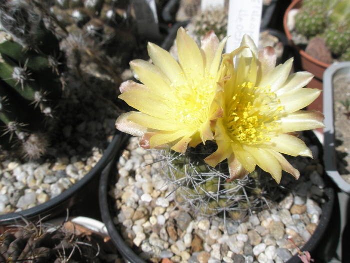 Neochilenia (Lucian) - 15.06.2009 - DIVERSE specii de cactusi