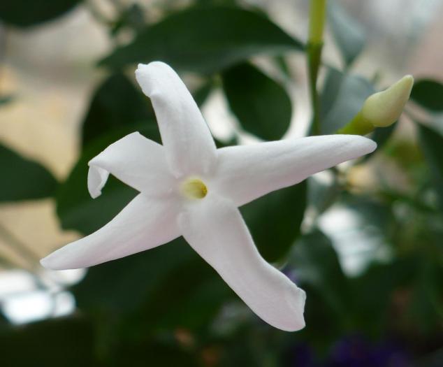 P1060642 - Alte plante