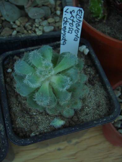 Echeveria setosa v deminuta