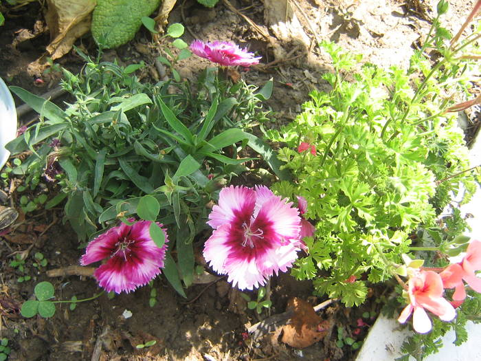 6 iulie 033 - flori de gradina 2009