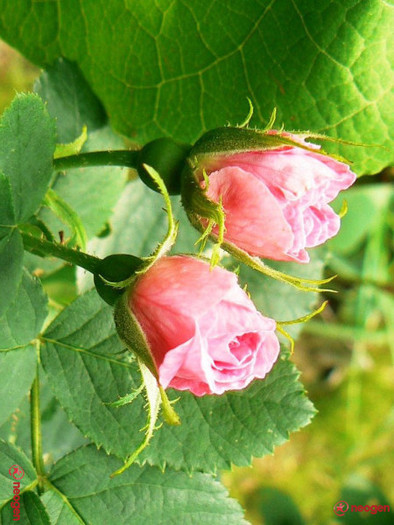 d743085b_0050000920658_01_600