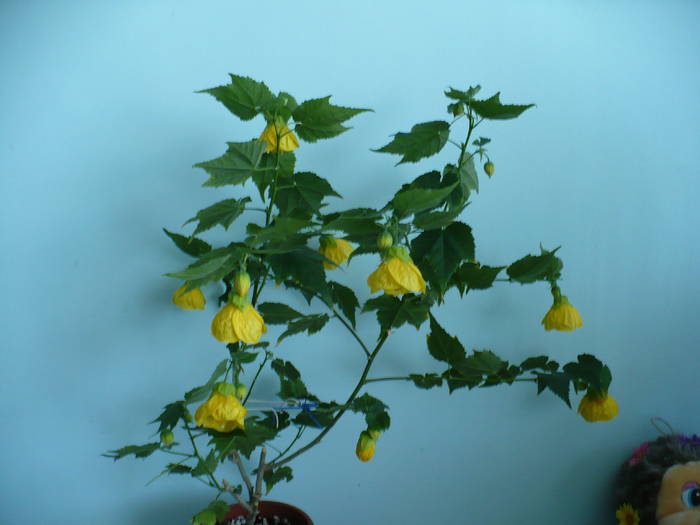 P1130681 - ABUTILONI