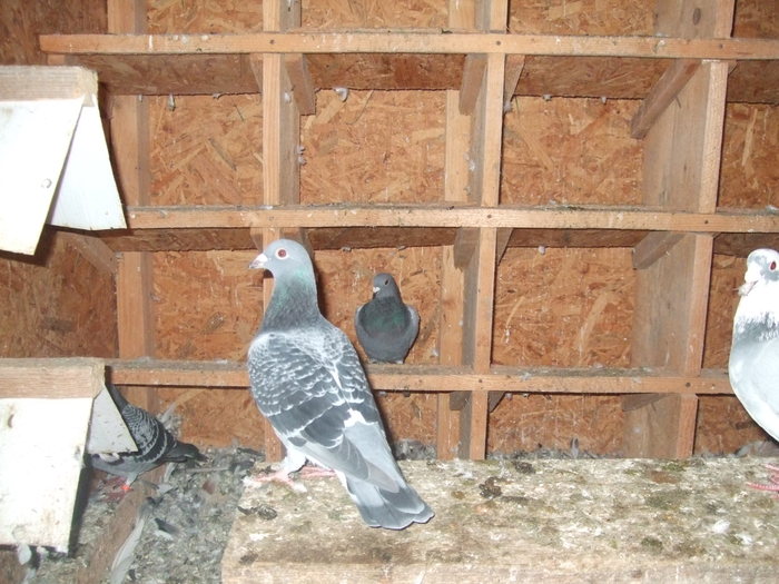 PE HRANITOARE - 2 Porumbeii mei cu care incep anul 2010
