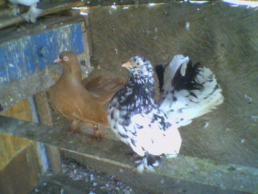 perechea ideala - Roller de colectie