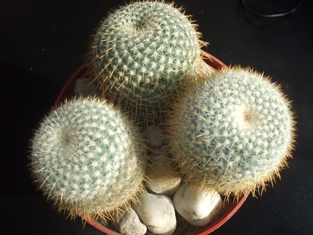DSCF0424 - cactusii mei