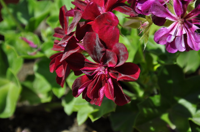 muscata curgatoare - florile mele