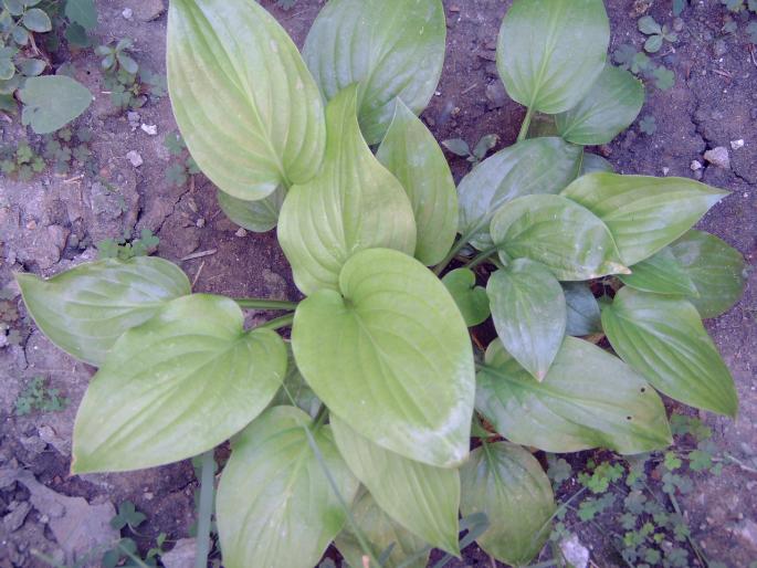 hosta - Plantele mele de terasa si exterior