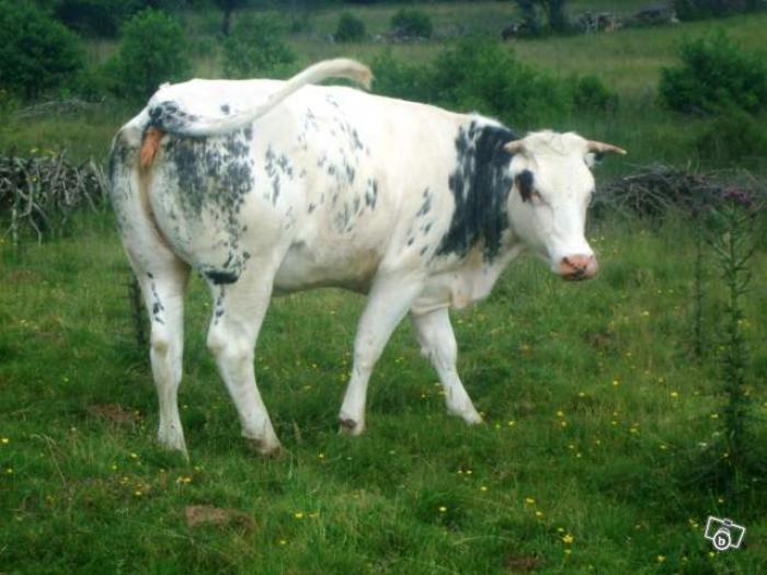 juninca BBB 16 luni - Vaci de carne DANYJOJO
