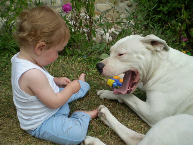 Picture-olympus 787 - dogo argentino