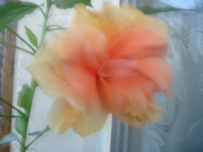 DSCF8410; hibiscus galben cu mijloc rosu
