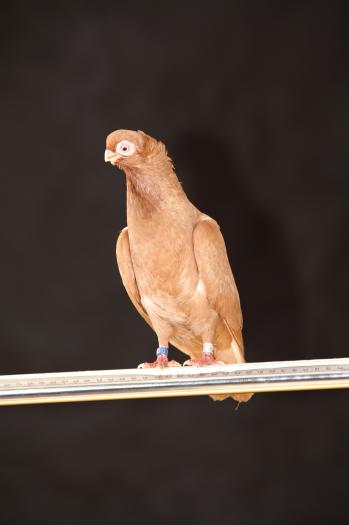 Picture 069 - jucatori de constanta