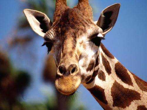 girafa - Animale