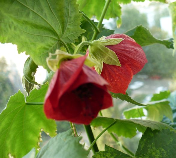 P1150960 - ABUTILONI