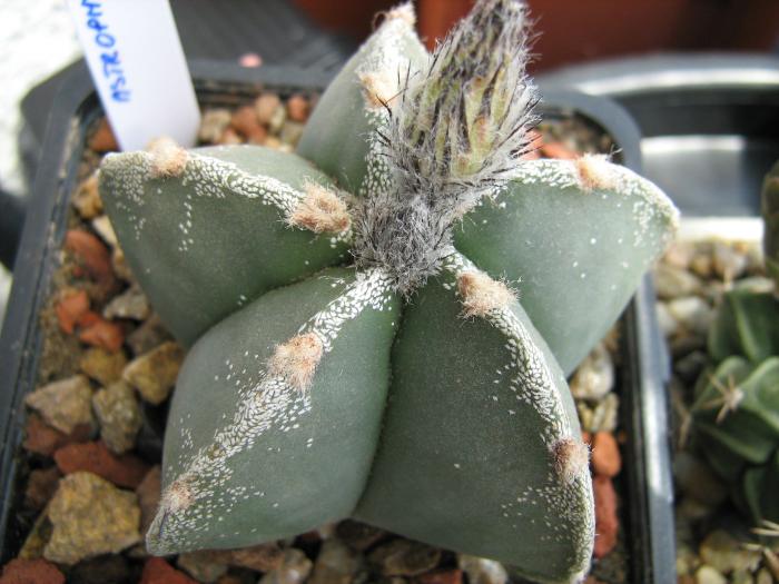 Astro.myriostigma hb.-boboc - Astrophytum