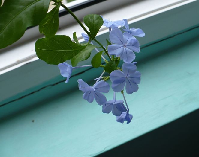 P1160369 - PLUMBAGO