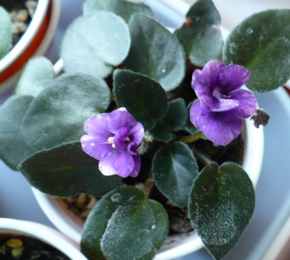 Midnight Waltz (violeta mini)