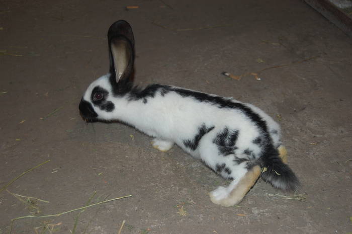 DSC_0045 fluture pur