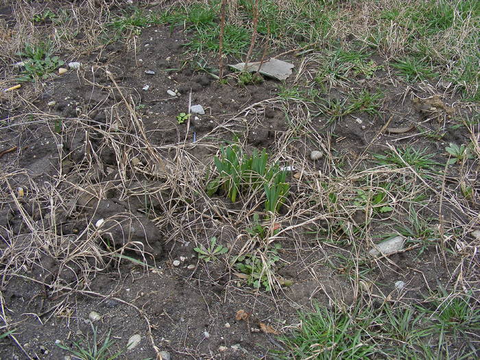 2009_02060003 - Amenajare gradina 2009