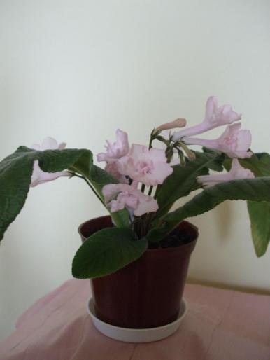 DSCF2746